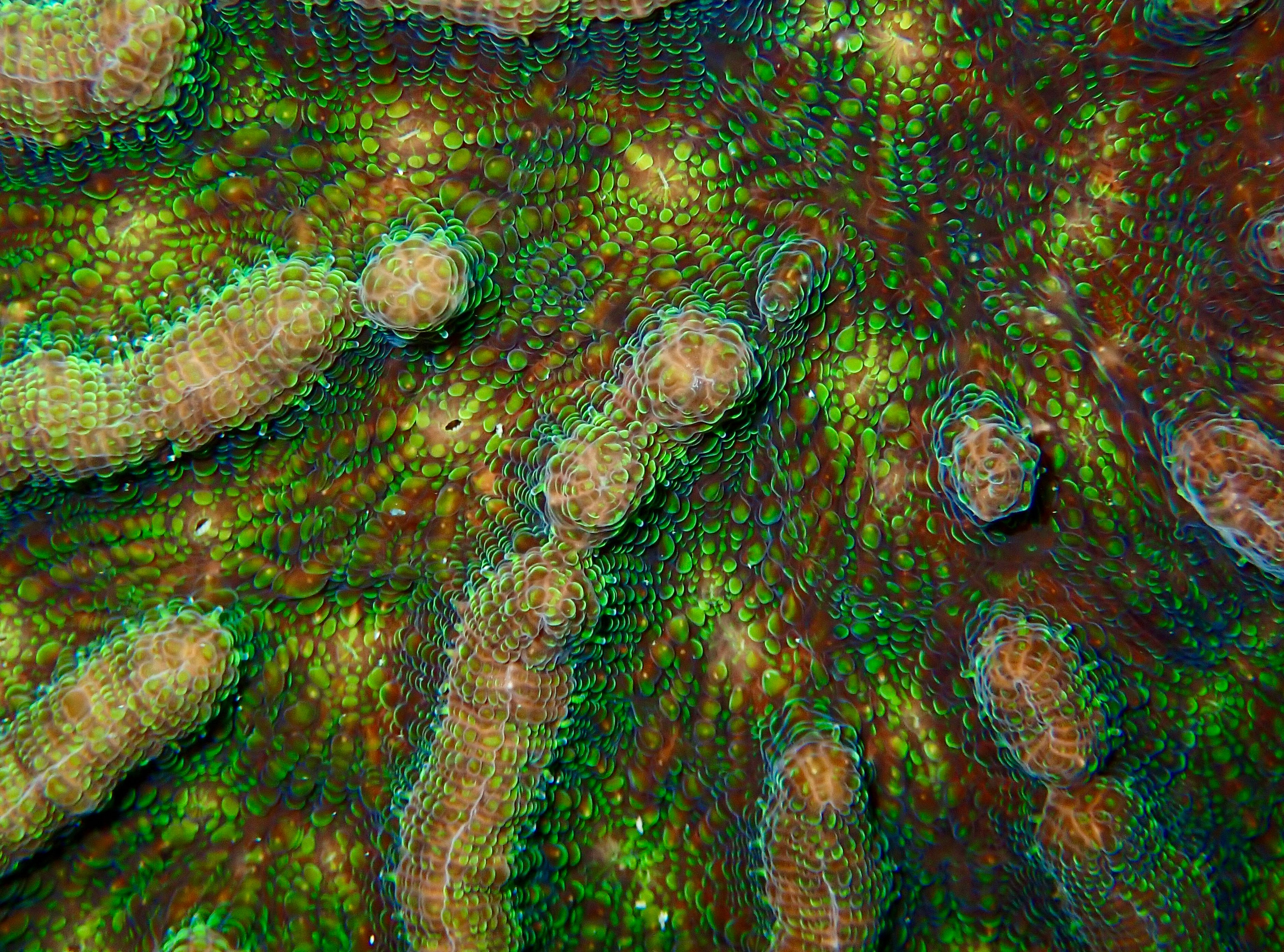 Close view of the surface of a coral. Orange ridges are covered with bright green scales.