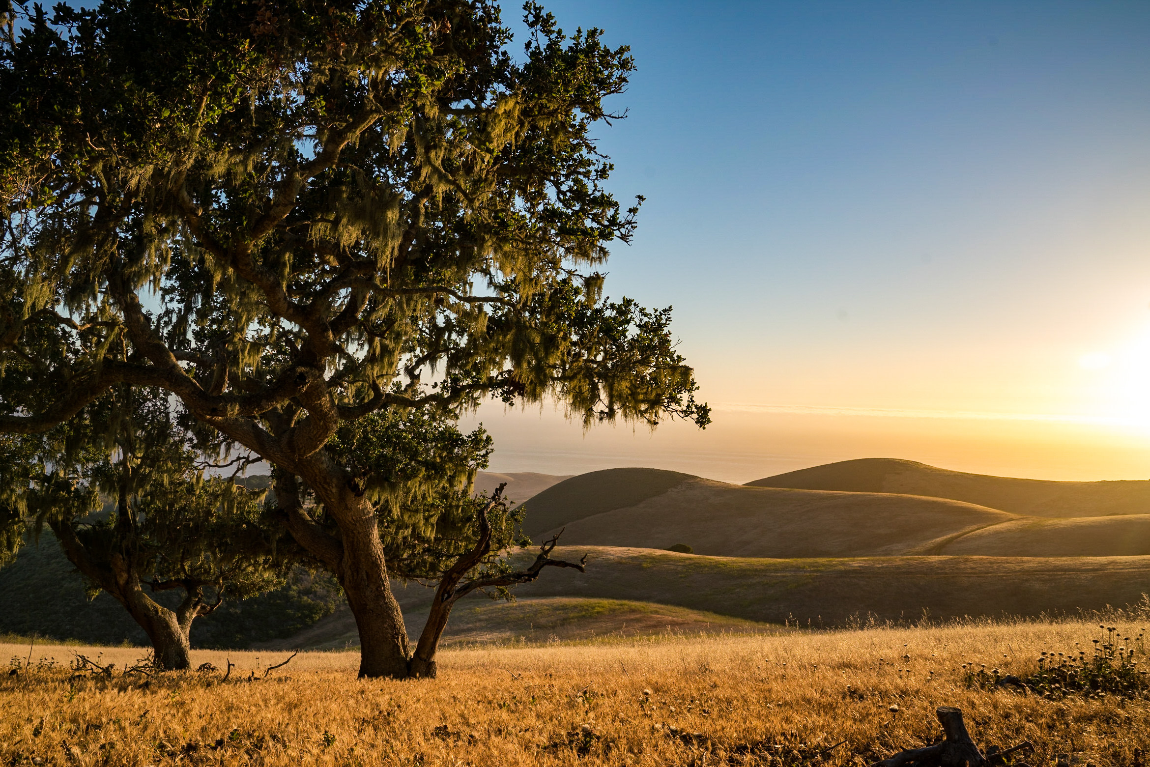 View of rolling hills and the ocean on the Dangermond Preserve, California.