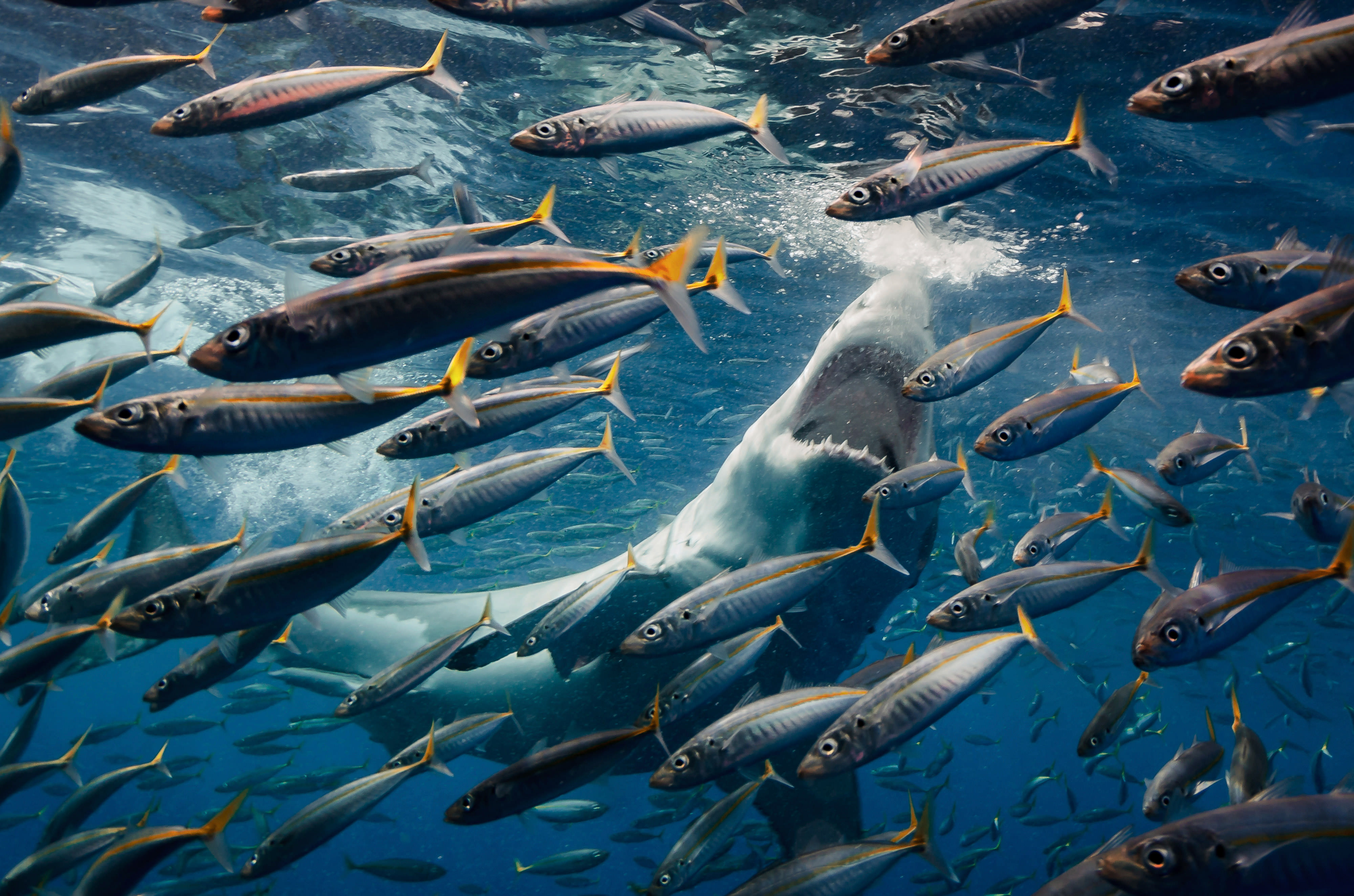 Shark feeding