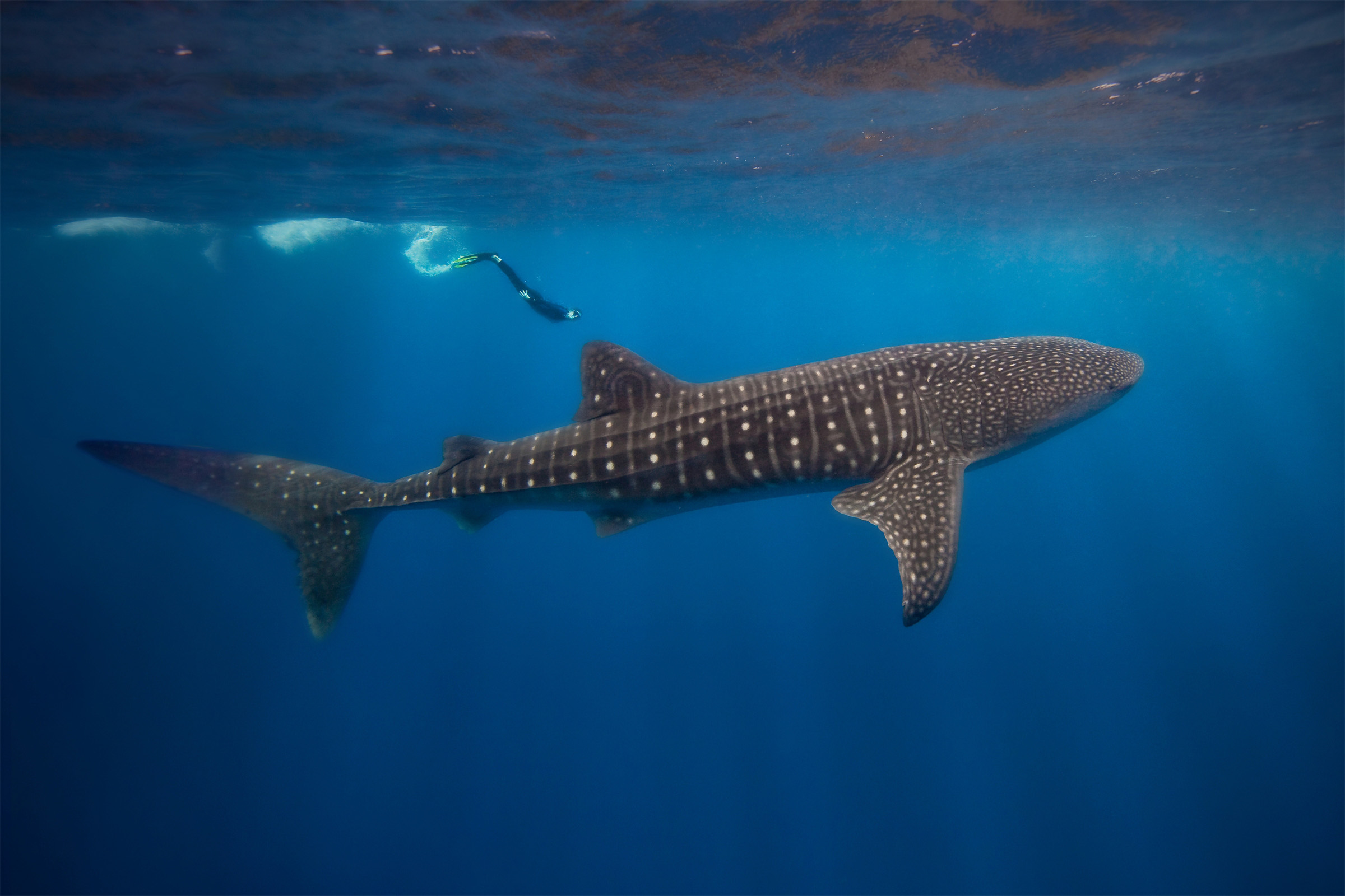 Whale Shark